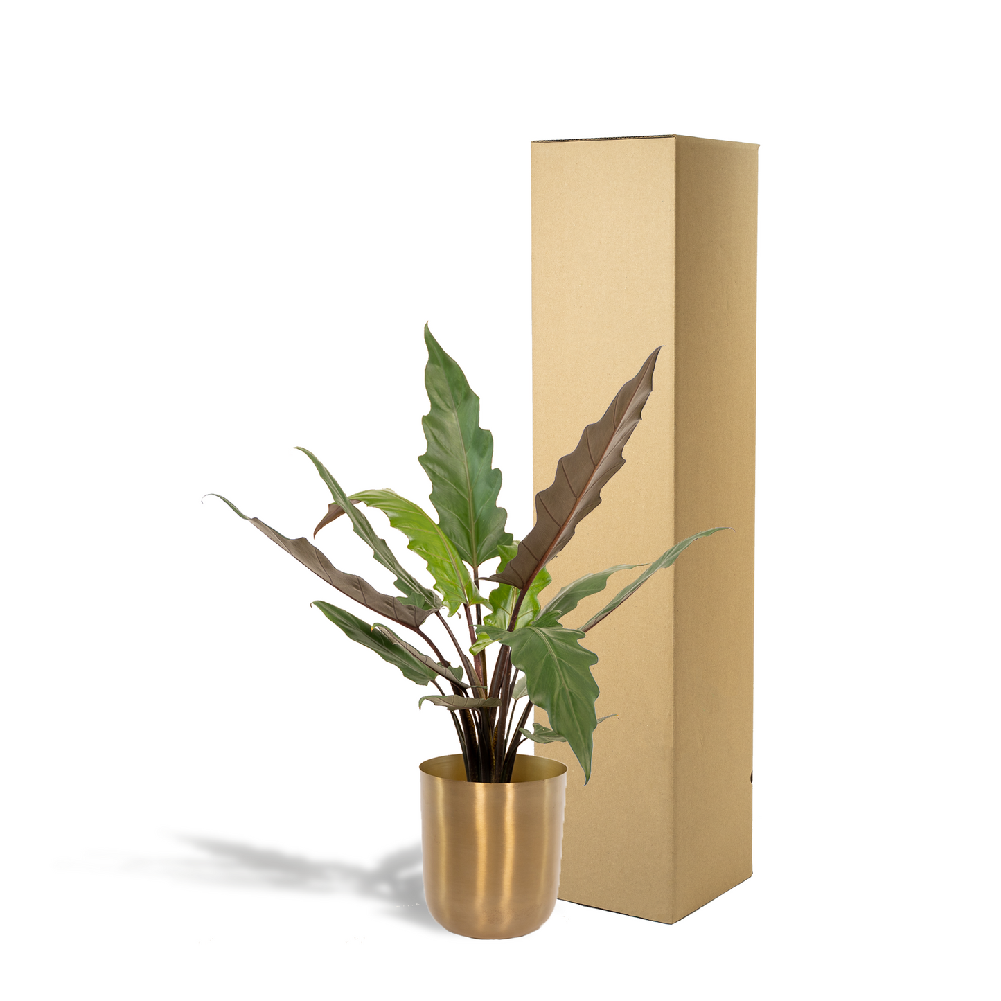 Alocasia Lauterbachiana - Ø19cm - ↕80cm + Topf Mayk Gold