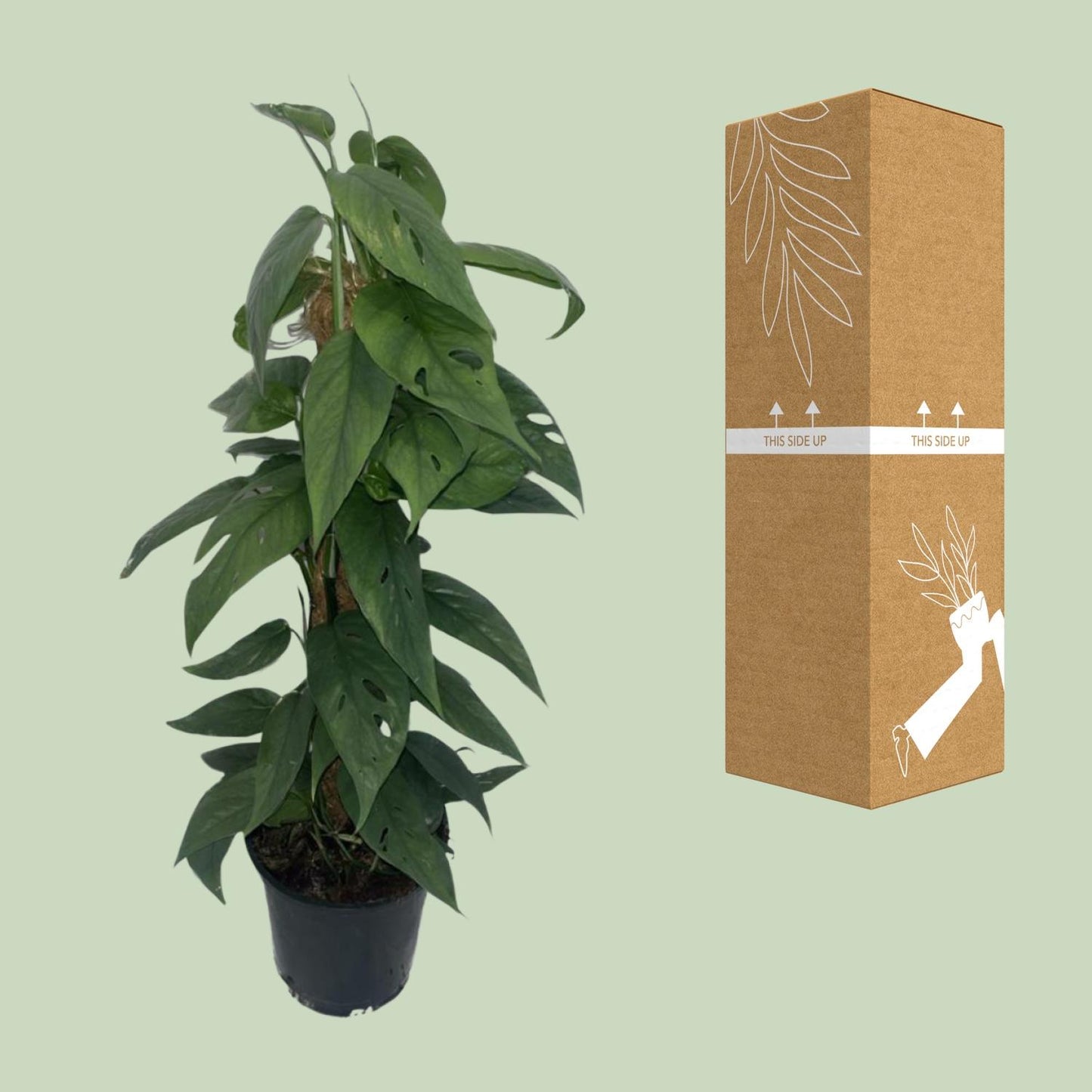 Epipremnum Cebu Blue Moosstock - Ø15cm - ↕60cm
