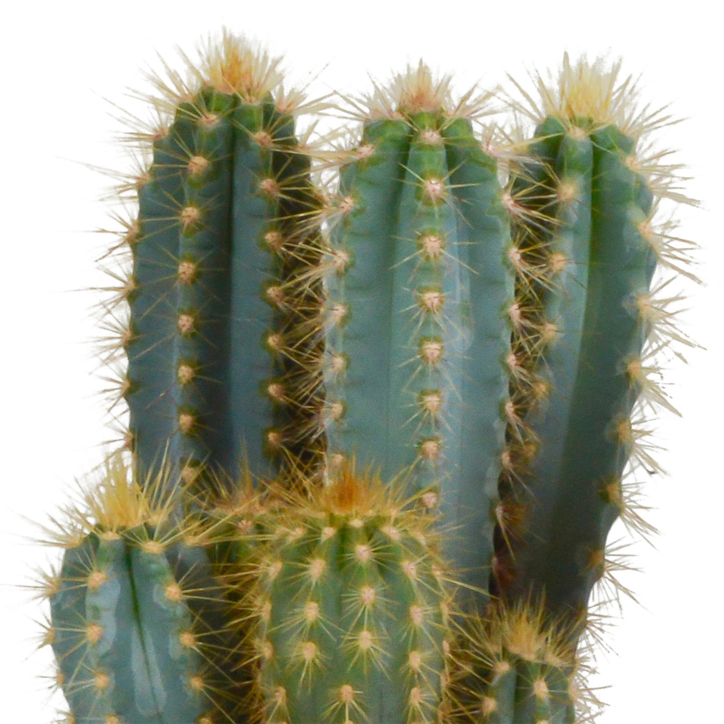 Blauer Säulenkaktus – Pilosocereus azureus, 12 cm Topf