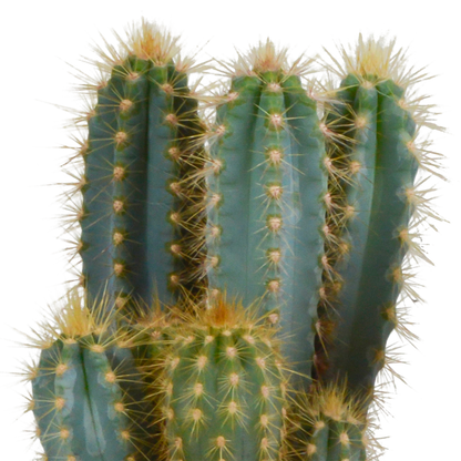 Blauer Säulenkaktus – Pilosocereus azureus, 12 cm Topf
