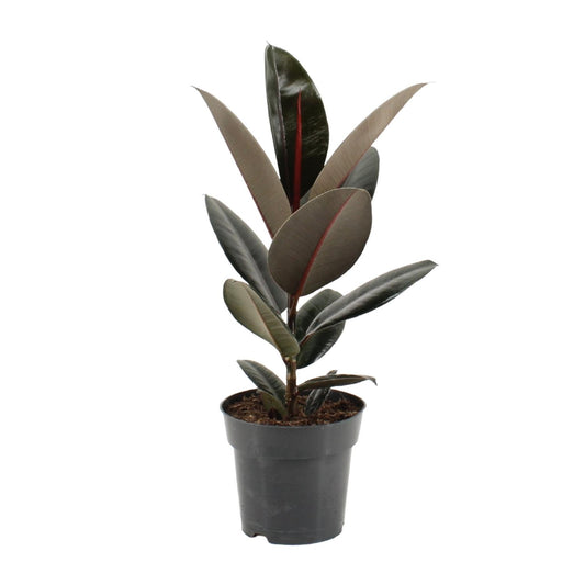 Ficus Elastica Abidjan - Ø17cm - ↕55cm