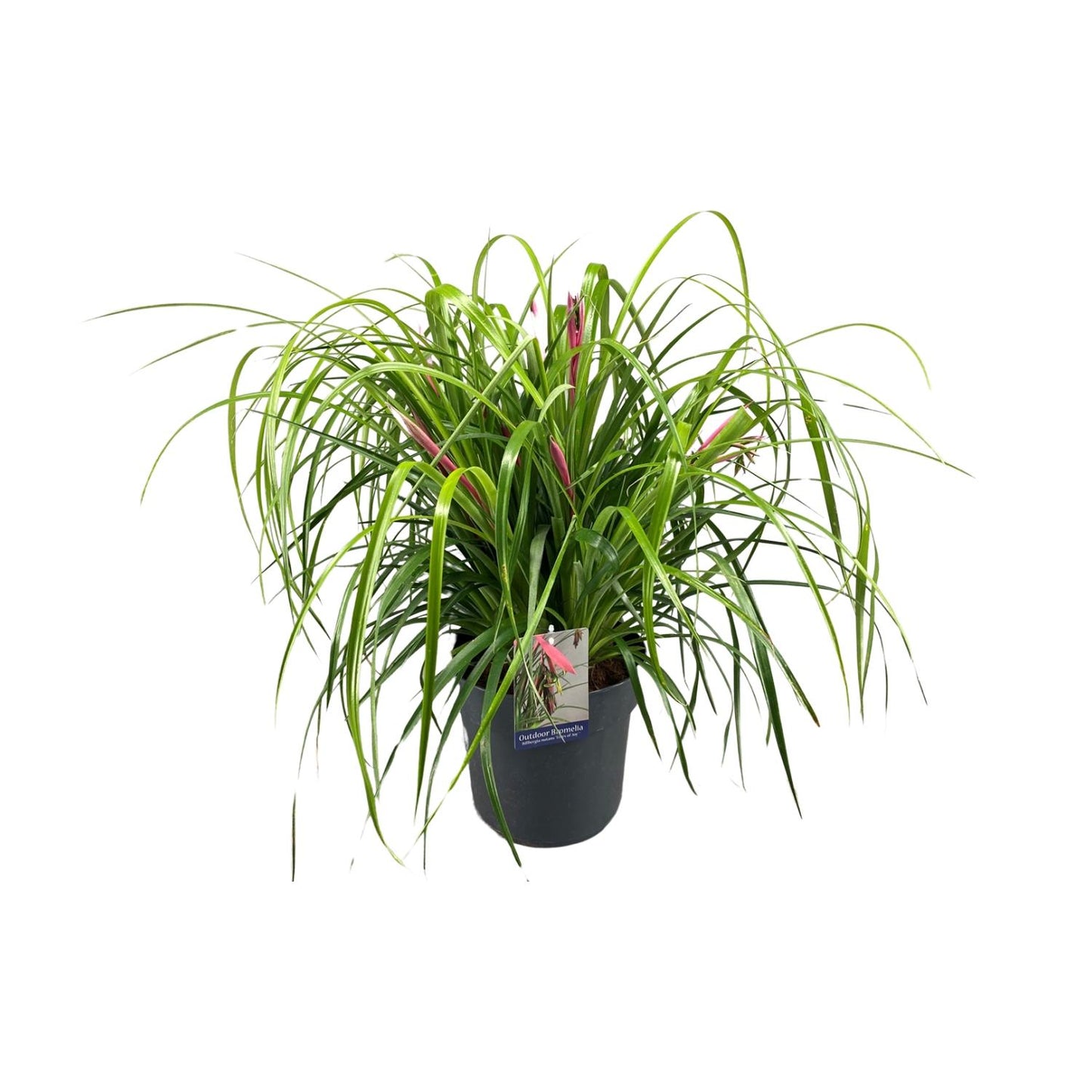Billbergia Nutans Tears Of Joy - Ø24cm - ↕70cm