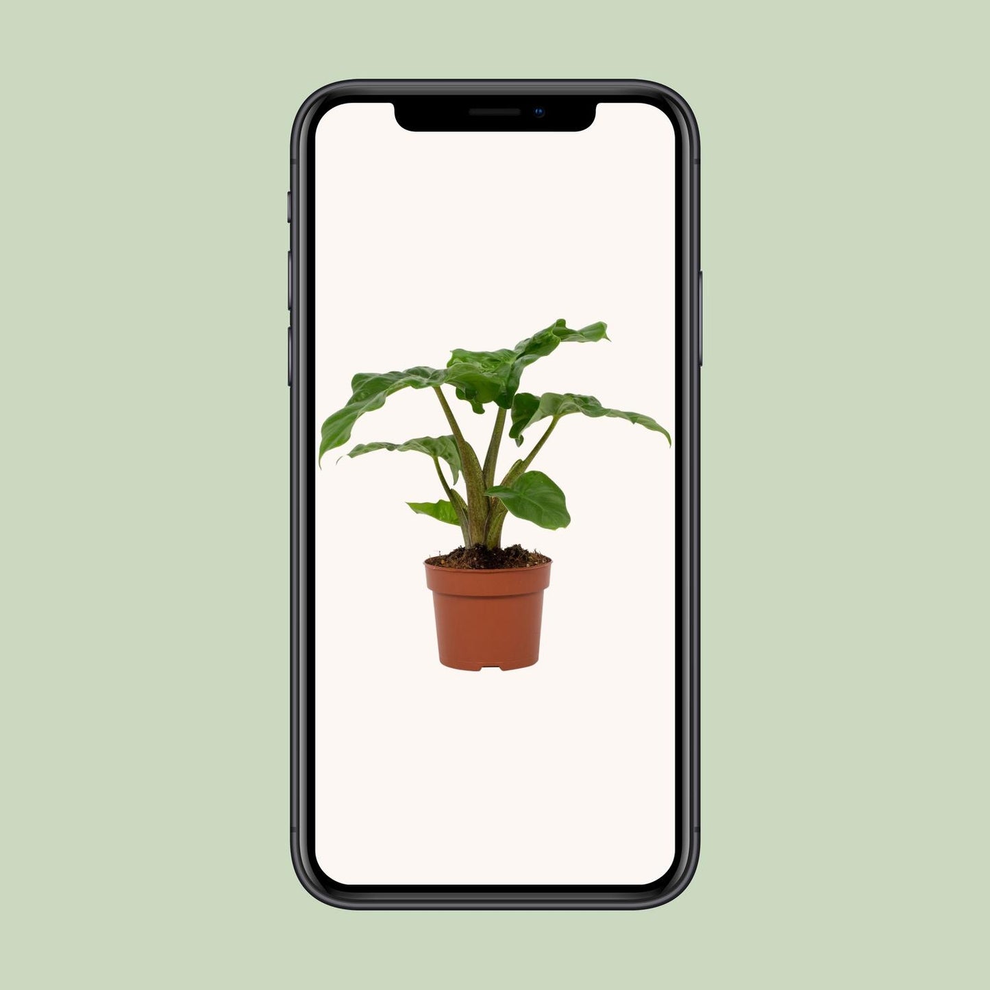 Alocasia Low Rider 12cm - Ø12cm - ↕30cm