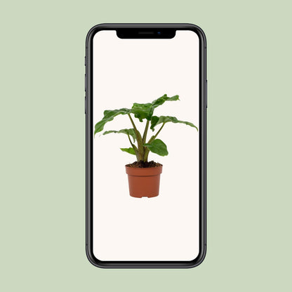 Alocasia Low Rider 12cm - Ø12cm - ↕30cm