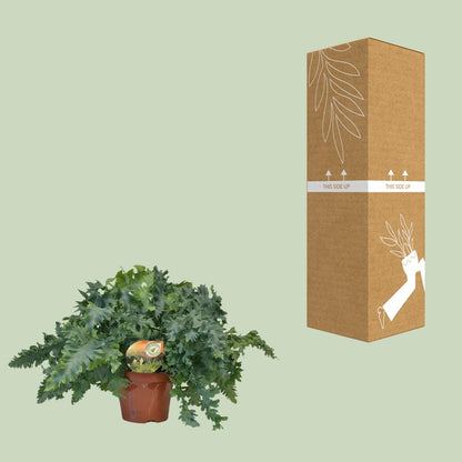 Phlebodium Davana - Ø19cm - ↕40cm