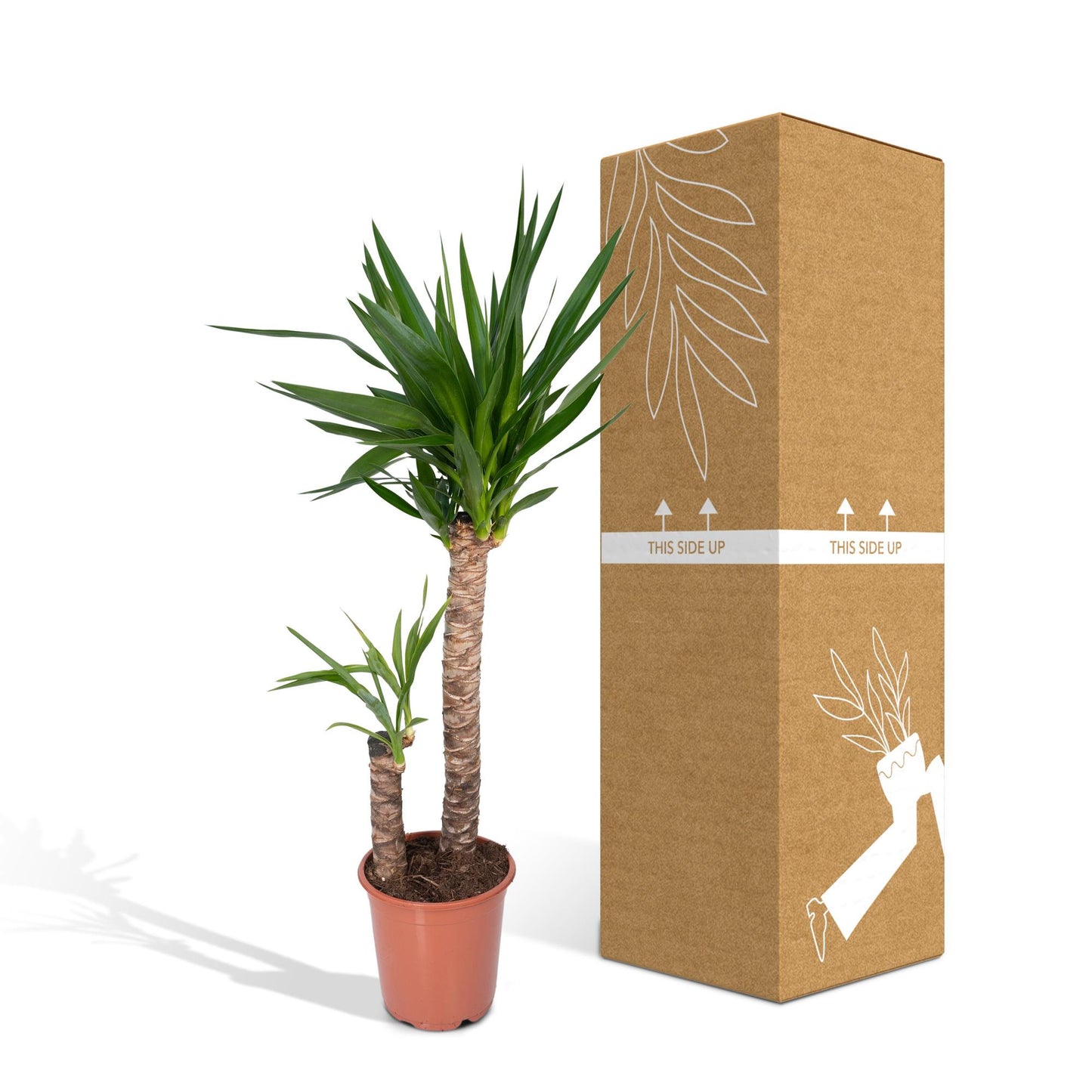 Yucca Elephantipes - Ø21cm - ↕100cm