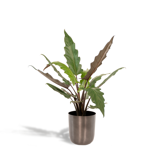 Alocasia Lauterbachiana - Ø19cm - ↕80cm + Topf Mayk Lead