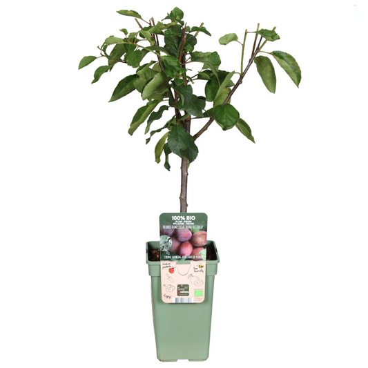 Prunus Domestica Reine Victoria Pflaume - Ø19cm - ↕70cm
