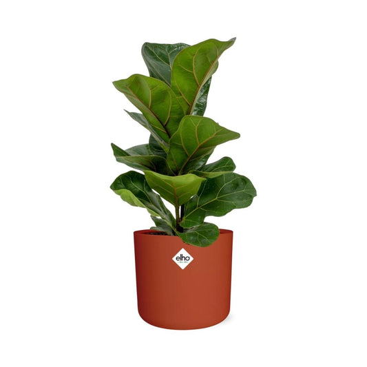 Ficus Lyrata ‘Bambino’ in ELHO b.for soft rond 14cm brique