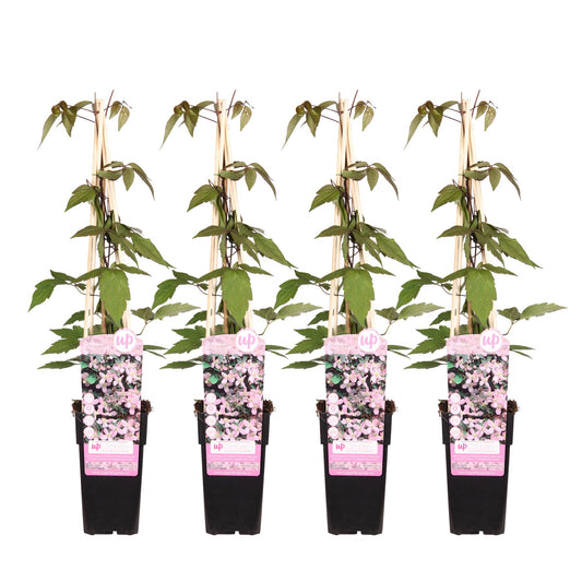 4x - Clematis Montana 'Fragrant Spring' - ↨65cm - Ø15