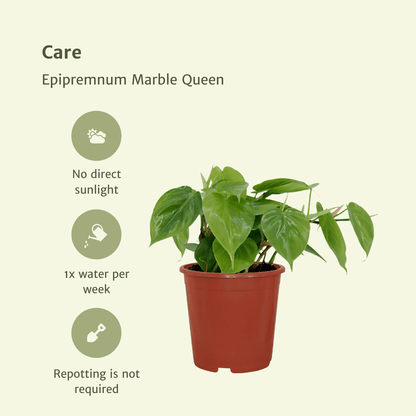 2x Philodendron Scandens - - 5cm - ø12