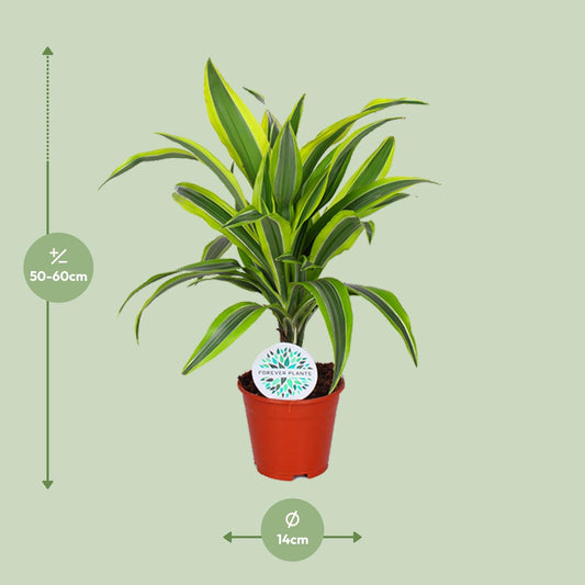 Dracaena Lemon Lime - Ø14cm - ↕55cm