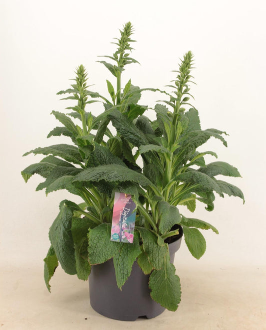 Digitalis 'Panther' - Ø27cm - ↕60cm