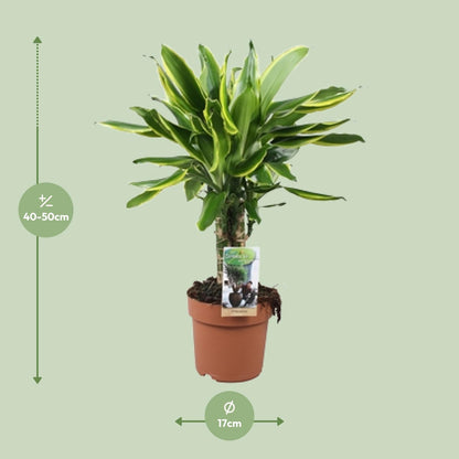 Dracaena Golden Coast - Ø17cm - ↕50cm