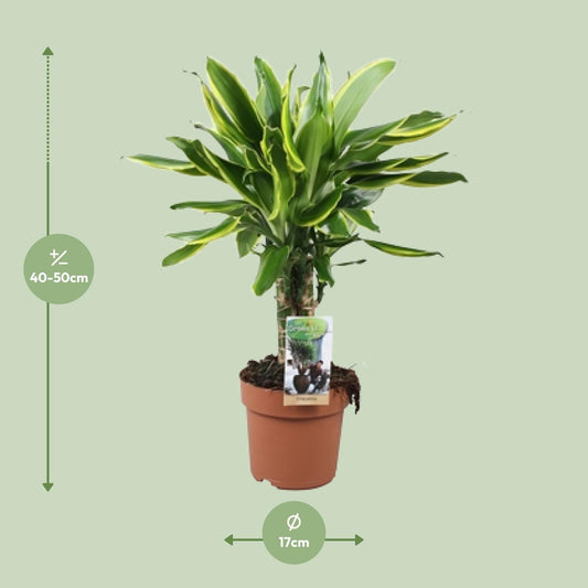 Dracaena Golden Coast - Ø17cm - ↕50cm
