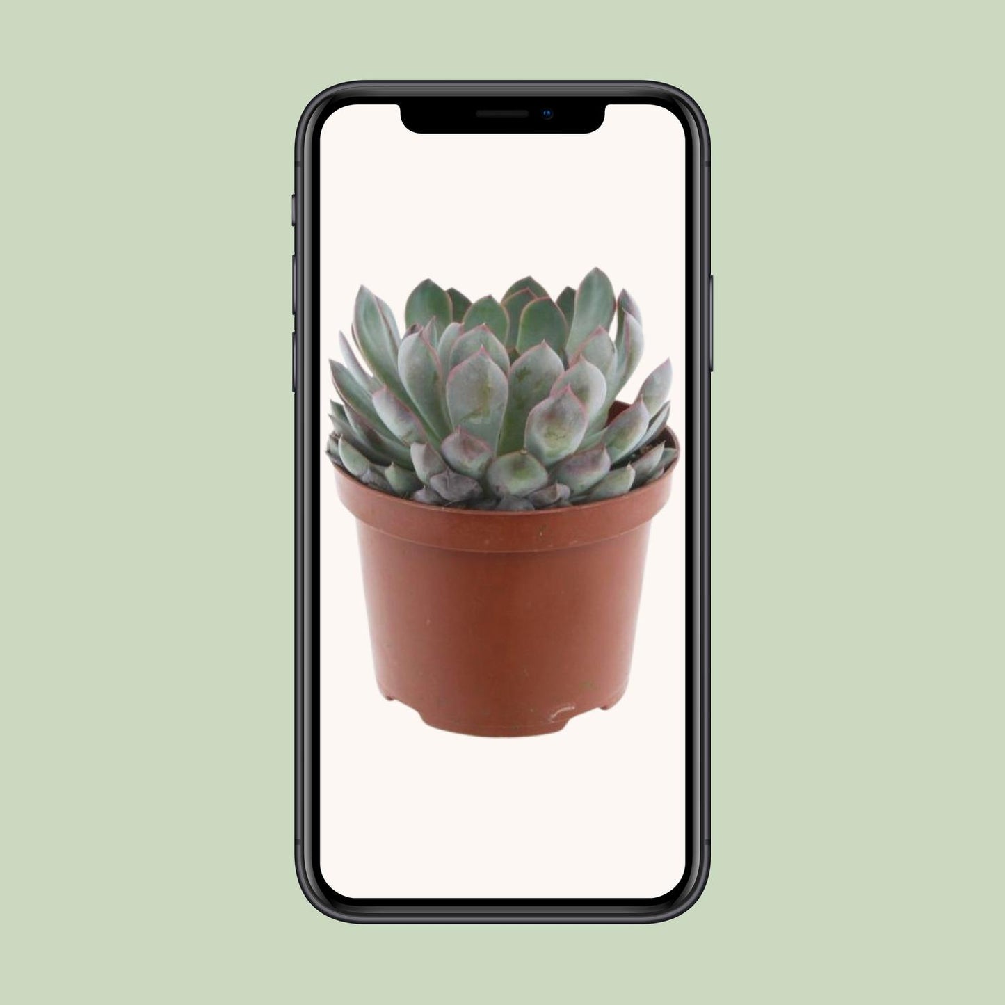 Echeveria Pelisuda - Ø17cm - ↕30cm