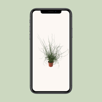 Juncus Effusus Spiralis - Ø12cm - ↕30cm