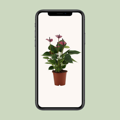 Anthurium Baby Purple In Transparant Sleeve - Ø12cm - ↕36cm
