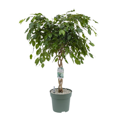 Ficus Adora / Exotica - Ø27cm - ↕120cm