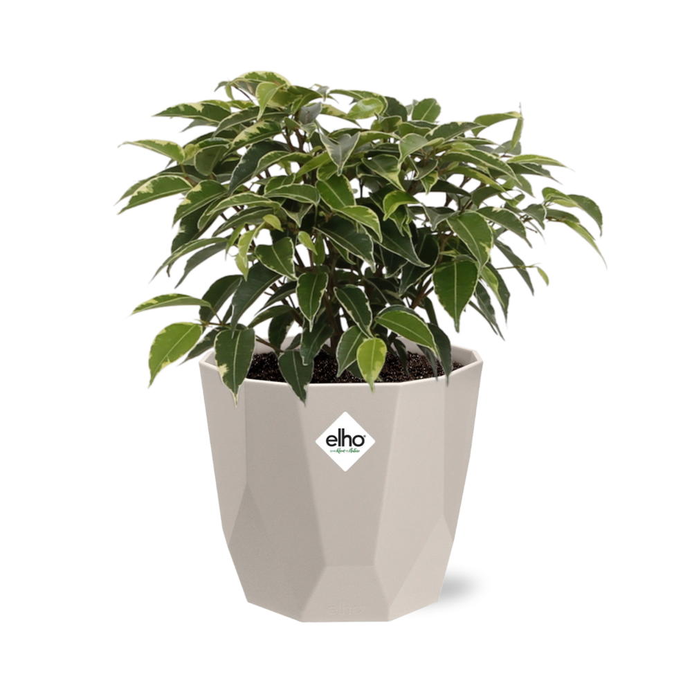 Ficus Benjamina Kinky in ELHO b.for rock 14 cm warm grey