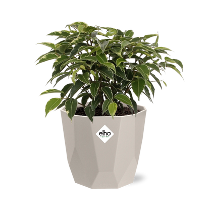 Ficus Benjamina Kinky in ELHO b.for rock 14 cm warm grey