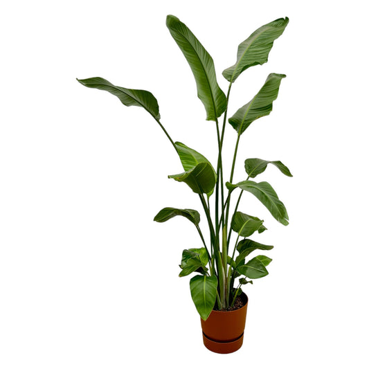 Paradiesvogelblume Nicolai 180 cm – Weiße Zimmerpflanze