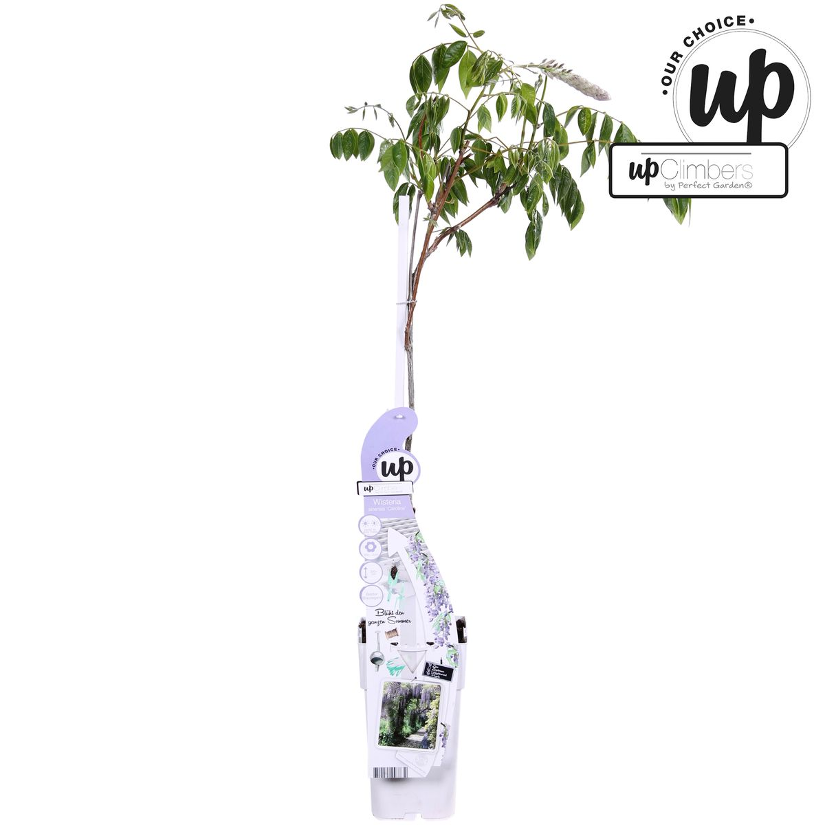 Wisteria sinensis Caroline - Purpurner Regen - Ø15cm - ↕65cm