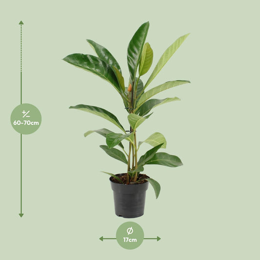 Ficus Benghalensis Roy (R) - Ø17cm - ↕70cm