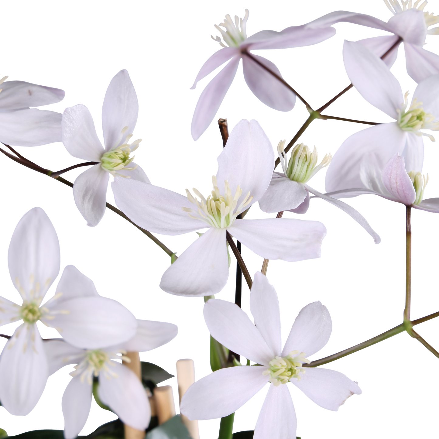 Clematis armandii Apple Blossom - ImmergrÃ¼ne Clematis Hellrosa - Ø15cm - ↕65cm