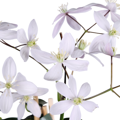 Clematis armandii Apple Blossom - ImmergrÃ¼ne Clematis Hellrosa - Ø15cm - ↕65cm