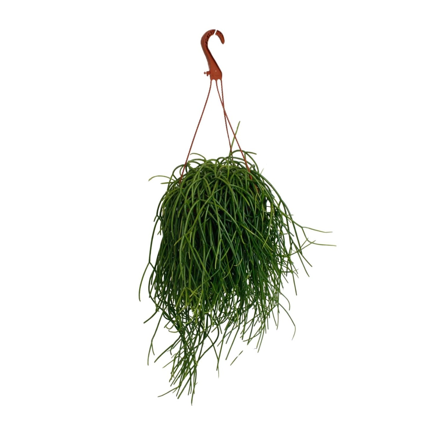 Rhipsalis Shaferi - Ø17cm - ↕45cm
