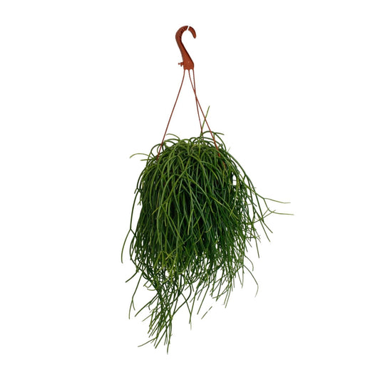 Rhipsalis Shaferi - Ø17cm - ↕45cm