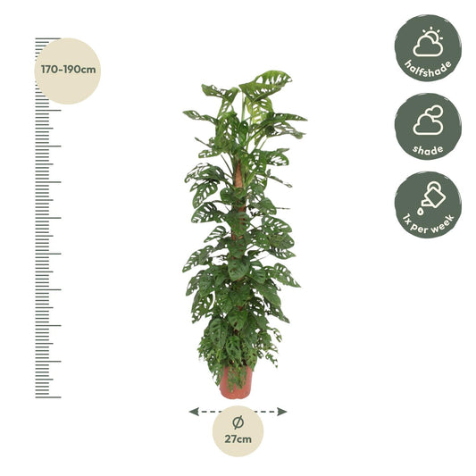 Monstera Monkey Leaf am Moosstab – 170 cm Fensterblatt