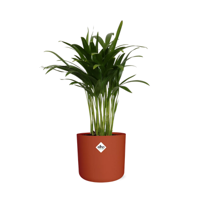 Areca Palm in ELHO b.for soft rond 14cm brique