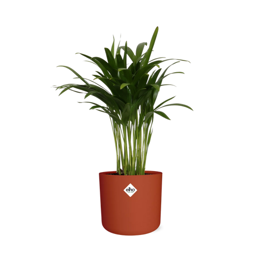 Areca Palm in ELHO b.for soft rond 14cm brique