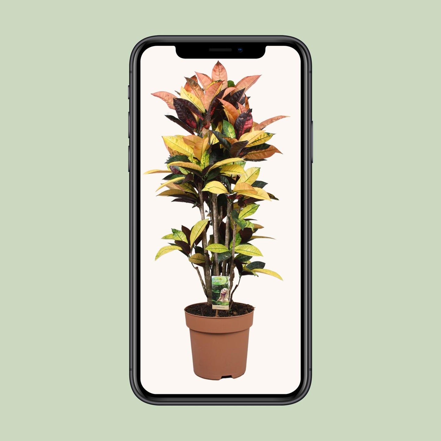 Codiaeum Mrs Iceton - Ø27cm - ↕80cm