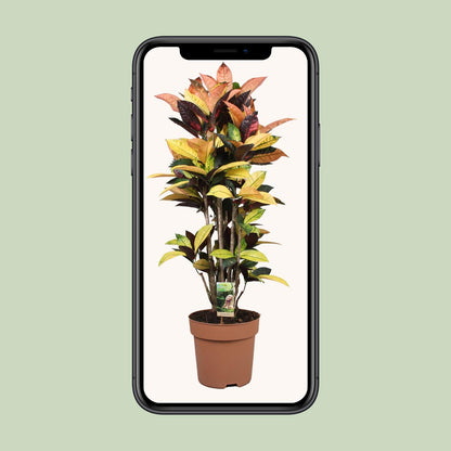 Codiaeum Mrs Iceton - Ø27cm - ↕80cm