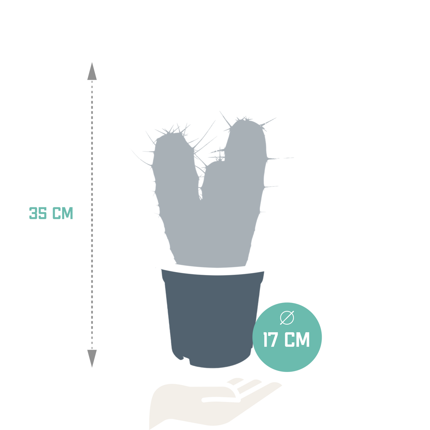 Myrtillocactus-Geometrisierung 17 cm - zonder pot
