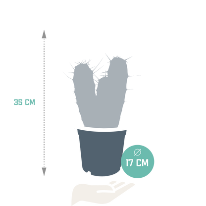 Myrtillocactus-Geometrisierung 17 cm - zonder pot