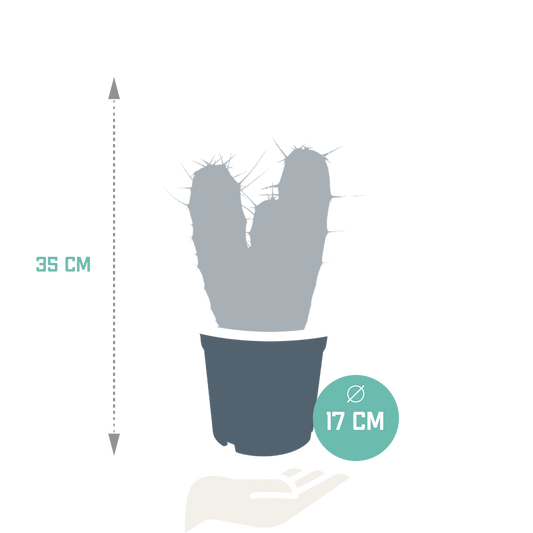 Myrtillocactus-Geometrisierung 17 cm - zonder pot