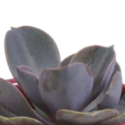 Vetplanten-Mischung 5,5 cm - 5x - in Mexicaanse pot