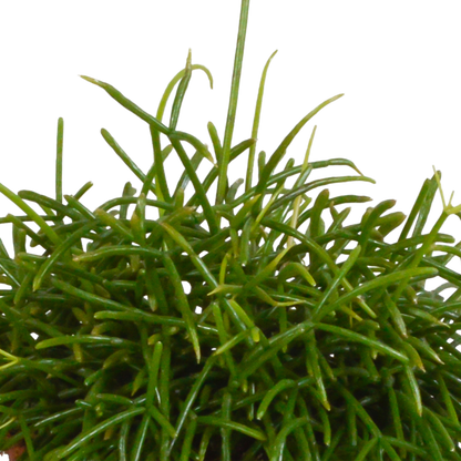 Rhipsalis baccifera Oase 12cm