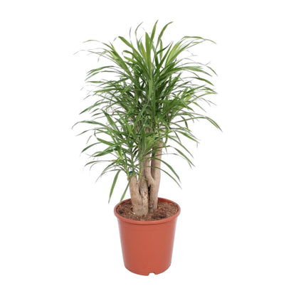 Dracaena Anita - Ø21cm - ↕70cm