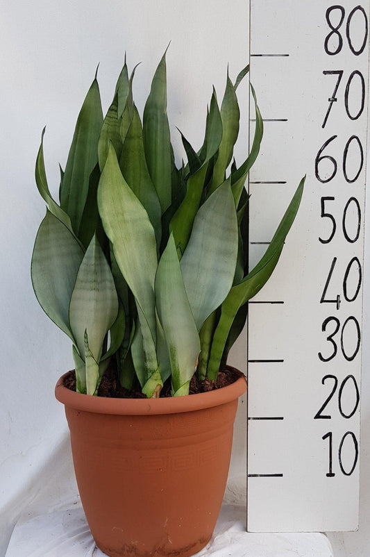 Sanseveria Moonshine 31cm - Ø31cm - ↕75cm