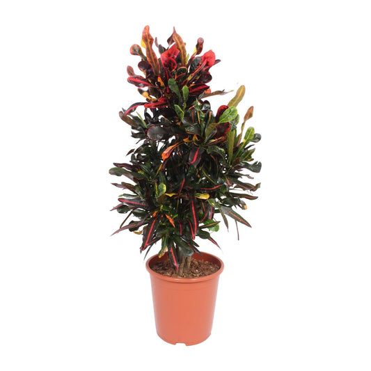 Codiaeum Variegatum Mammi - Ø27cm - ↕100cm