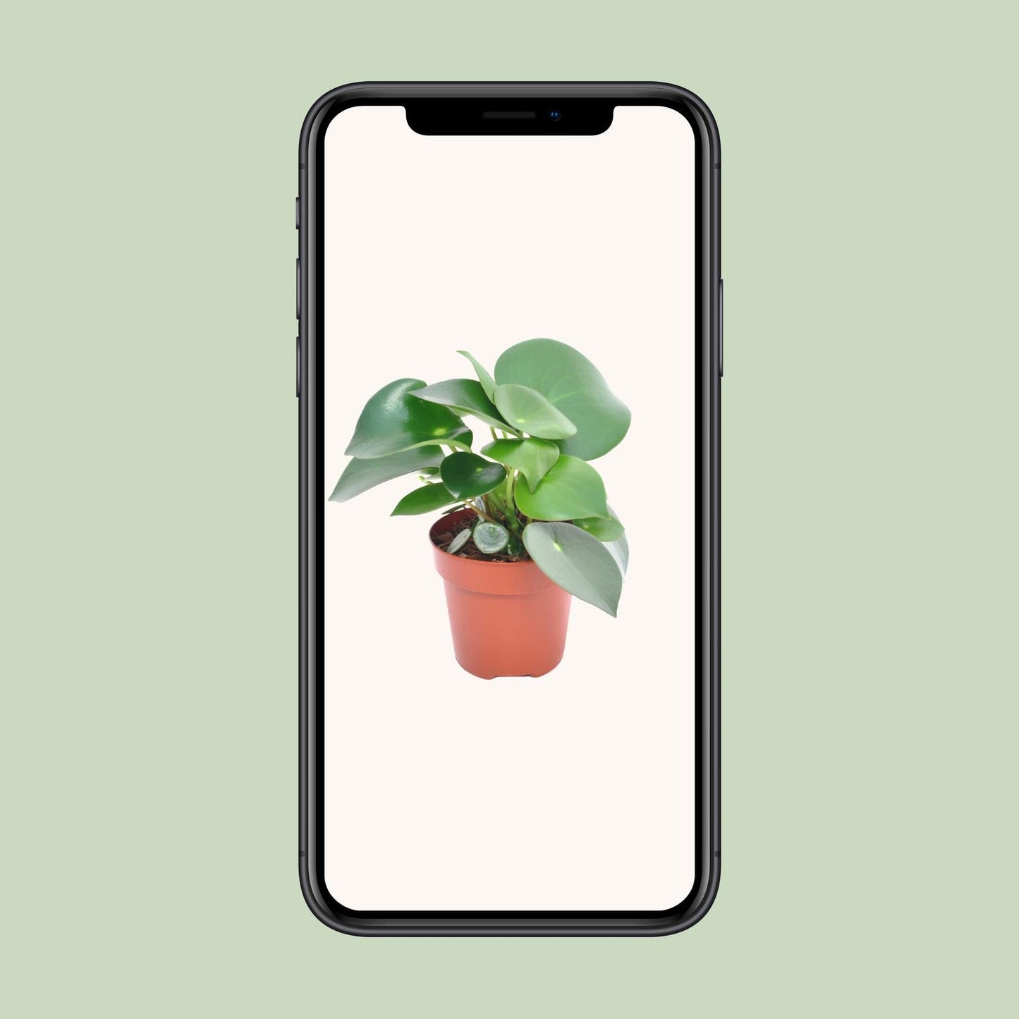 Peperomia Raindrop - Ø12cm - ↕20cm