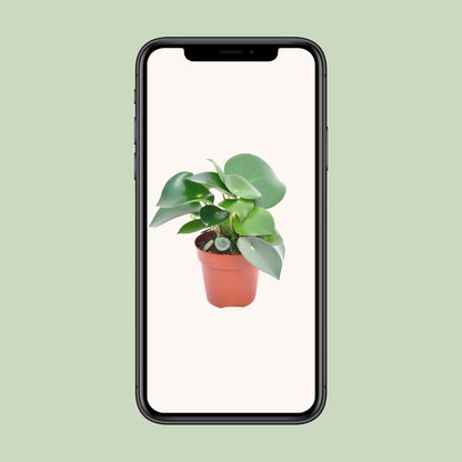Peperomia Raindrop - Ø12cm - ↕20cm
