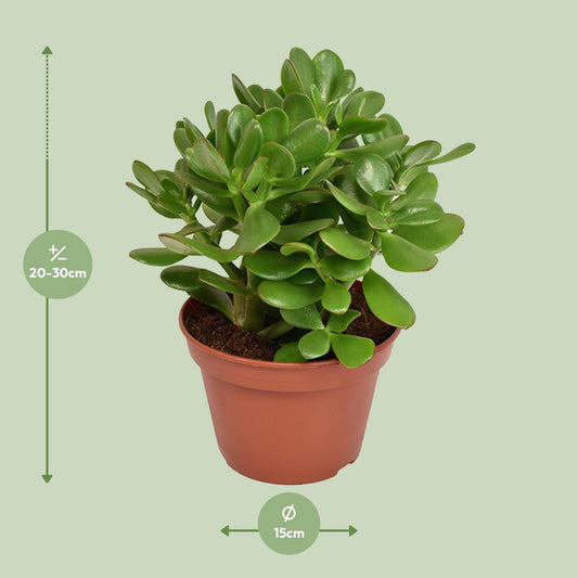Crassula Ovata - Ø15cm - ↕21cm
