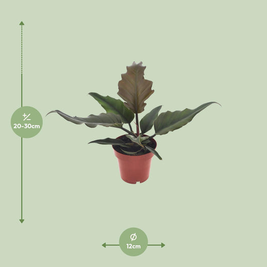 Philodendron Caramel - Ø12cm - ↕25cm