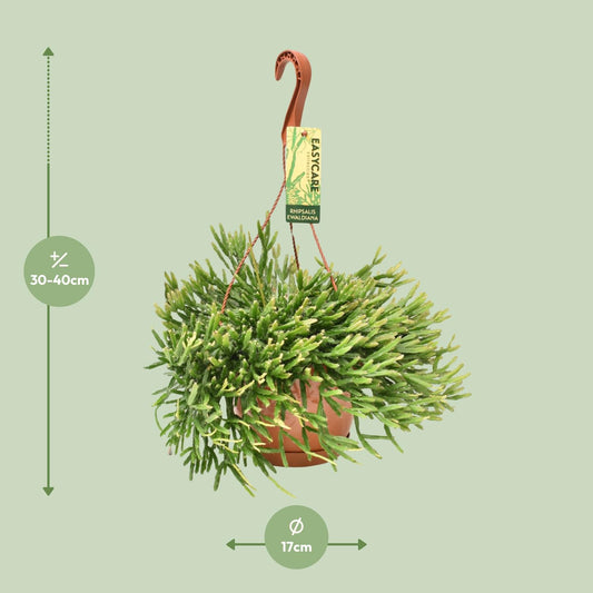 Rhipsalis Ewaldiana - Ø17cm - ↕40cm